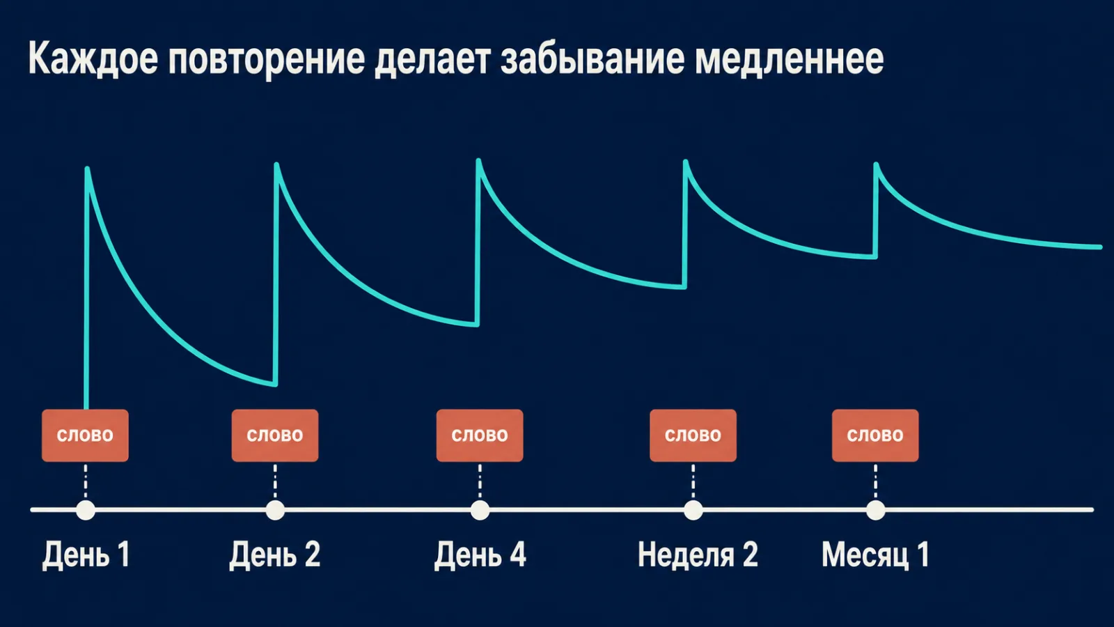 Расписание повторений: как интервалы замедляют забывание