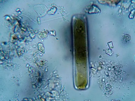 Coral — Коралл