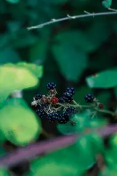 Black currant — Чёрная смородина