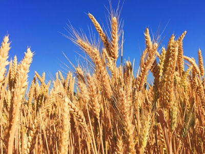 Barley — ячмень
