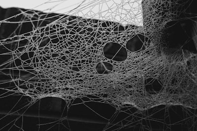 cobweb — паутина