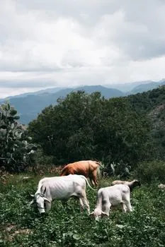 grazing — Выпас скота