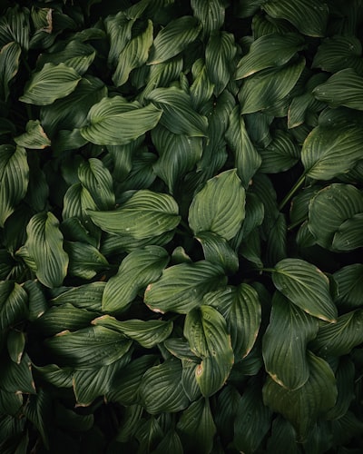 Verdure — зелень