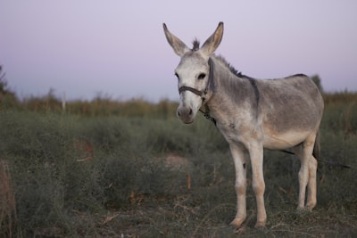 Donkey — осёл