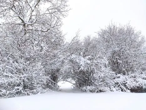 snežna — снежная