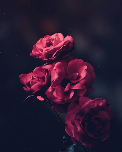Beau — красивый