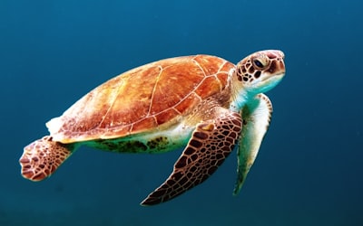 turtle — черепаха
