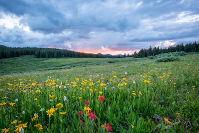 Meadow — луг