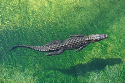 Crocodile — крокодил
