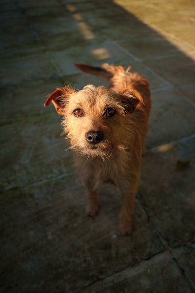scruffy-looking — неопрятного вида