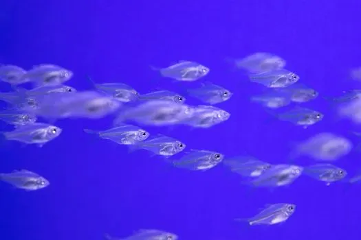Herring — Сельдь