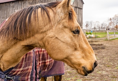 Mane — грива