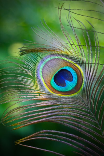 peacock — павлин