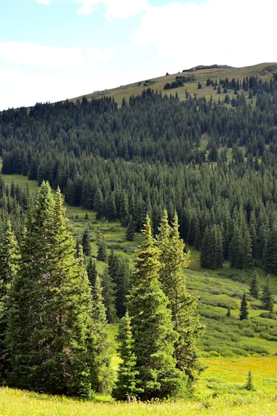 Spruce — ель