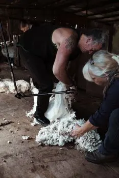 Shorn — Стриженый