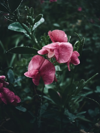 Regar las flores — поливать цветы