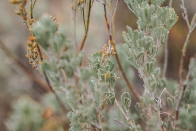 Sagebrush — полынь пустынная
