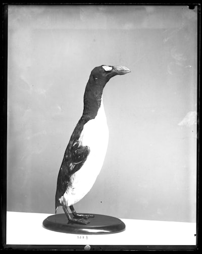 Great auk — бескрылая гагарка