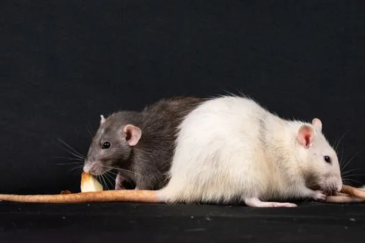 Rodent — Грызун