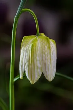 Tulip — Тюльпан