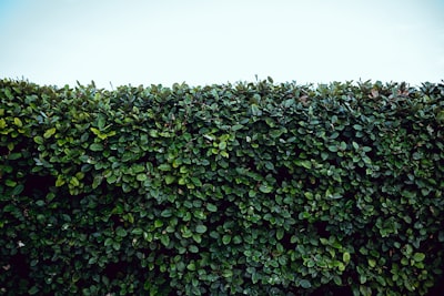 hedges — живые изгороди