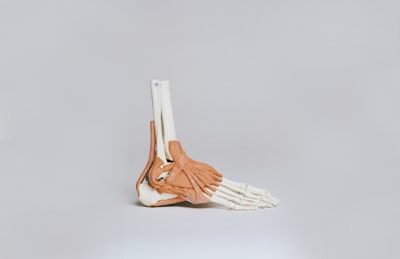 ankle — лодыжка