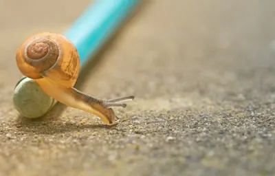 Slow to a crawl — замедлиться до черепашьей скорости