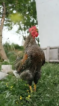 Gobbling noise — громкий звук