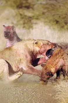 Particularly vulnerable to predators — особенно уязвимы для хищников