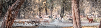 Herding — пастьба