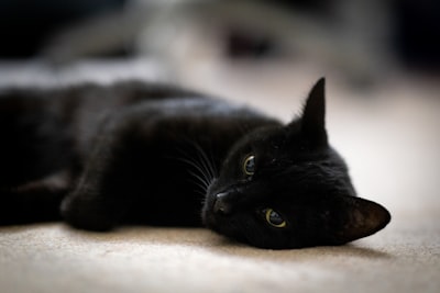 Mog — кот