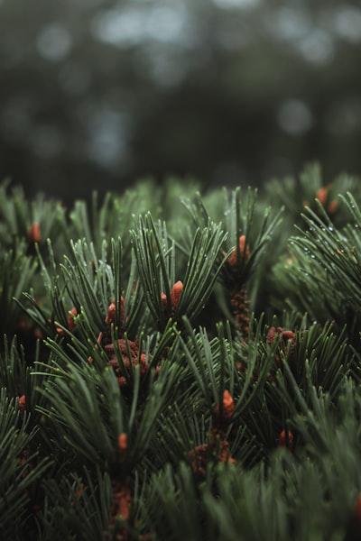 Pine — сосна