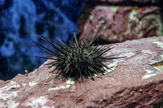urchin — морской ёж