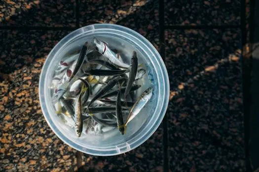 Minnows — Пескари