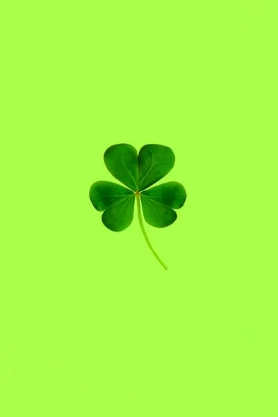 Clover — клевер