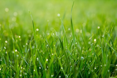 Grass-stained — испачканный травой