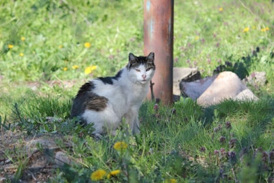 feral — одичавший