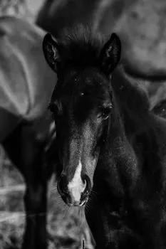 Black foal — Черный жеребенок