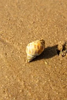Fish go potty for a cheeky whelk — перекус