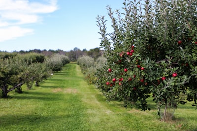 Orchard — сад плодовых деревьев