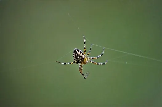 Araña — Паук
