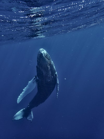 whale — кит