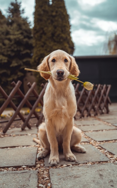 Dogs — собаки