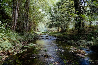 Creek — ручей