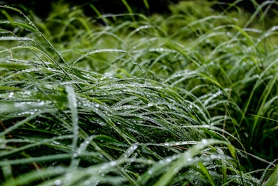 petrichor — запах дождя по сухой земле