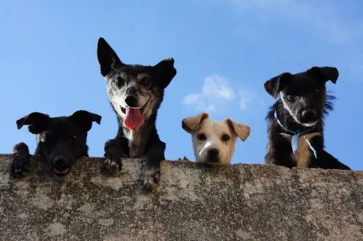 Hunde — собаки