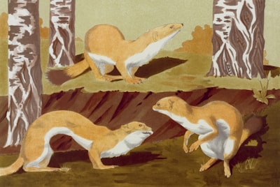 Ermine — горностай