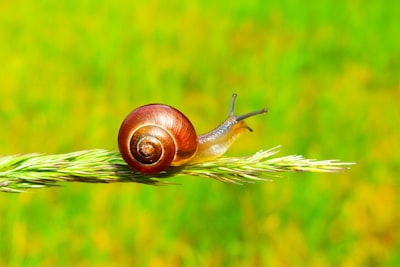 snails — улитки