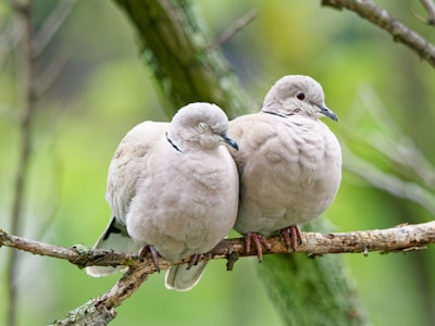 Peaceful coexistence — мирное сосуществование