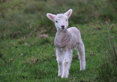 Lamb — ягнёнок